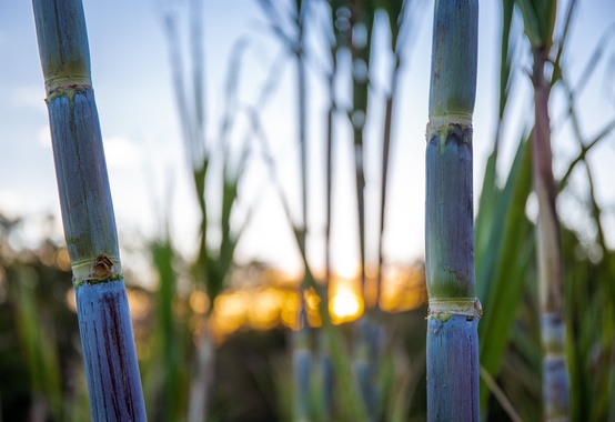 Renovação do Protocolo Agroambiental Etanol Mais Verde Renovação do Protocolo Agroambiental Etanol Mais Verde